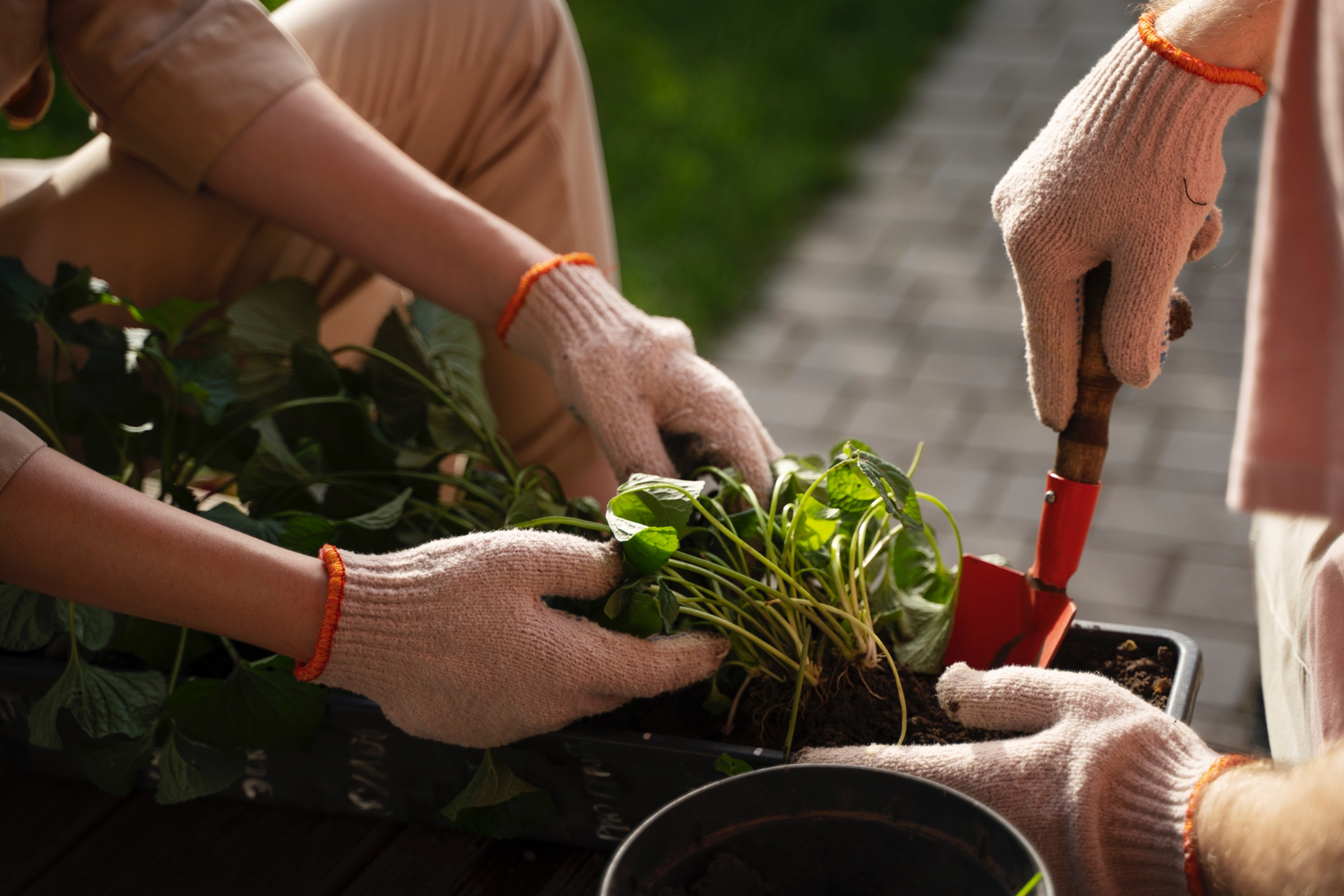 Cours de potager
