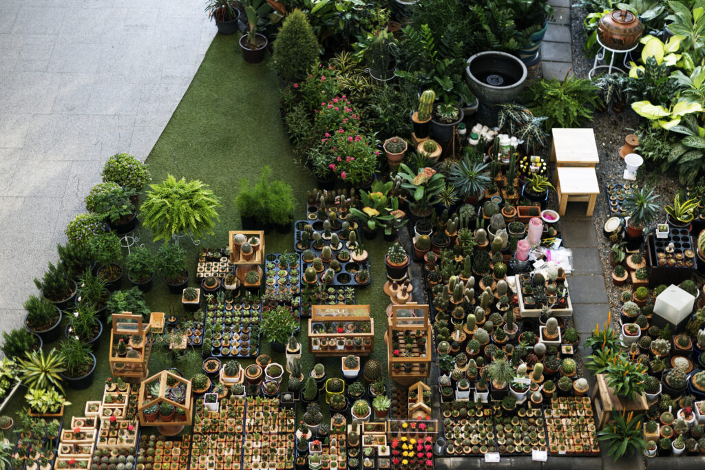 Collection de cactus