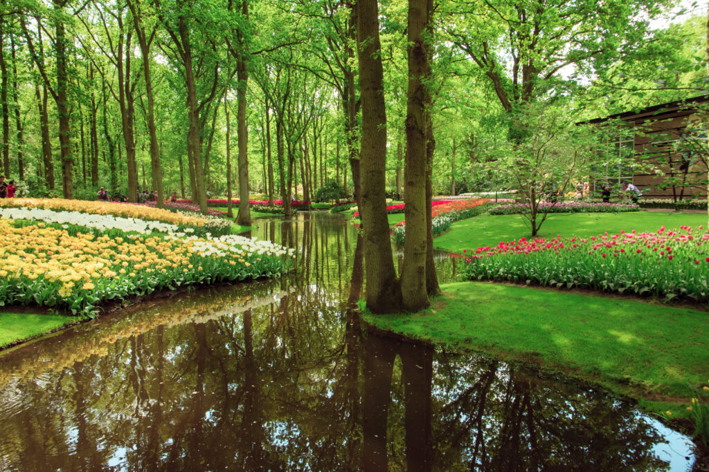 Champ de tulipes